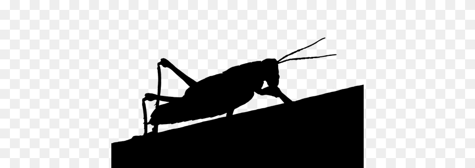 Grasshopper Gray Free Transparent Png