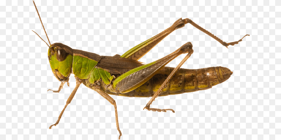 Grasshopper, Animal, Cricket Insect, Insect, Invertebrate Free Png Download