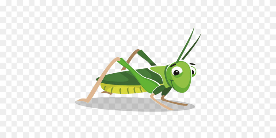 Grasshopper, Animal, Insect, Invertebrate, Bow Free Transparent Png