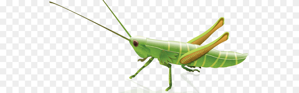 Grasshopper, Animal, Insect, Invertebrate Png