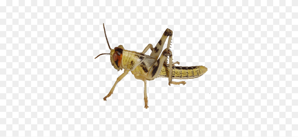 Grasshopper, Animal, Cricket Insect, Insect, Invertebrate Png Image