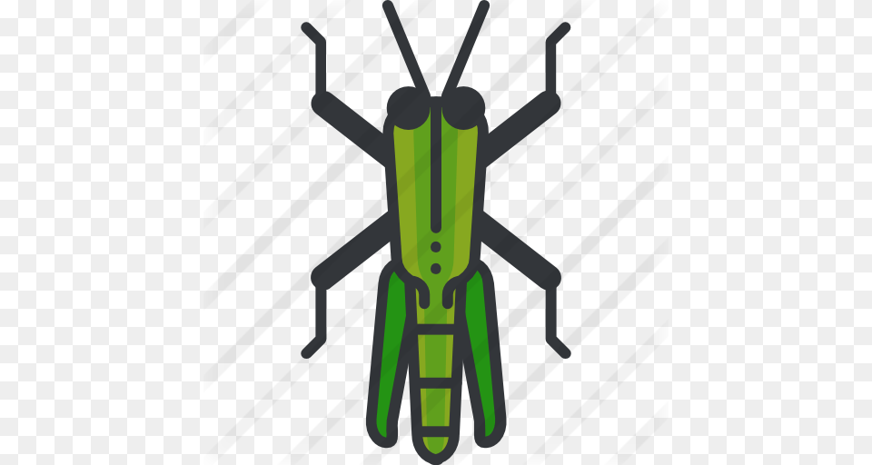 Grasshopper, Animal, Insect, Invertebrate, Cross Free Transparent Png