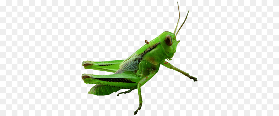 Grasshopper, Animal, Insect, Invertebrate Free Transparent Png