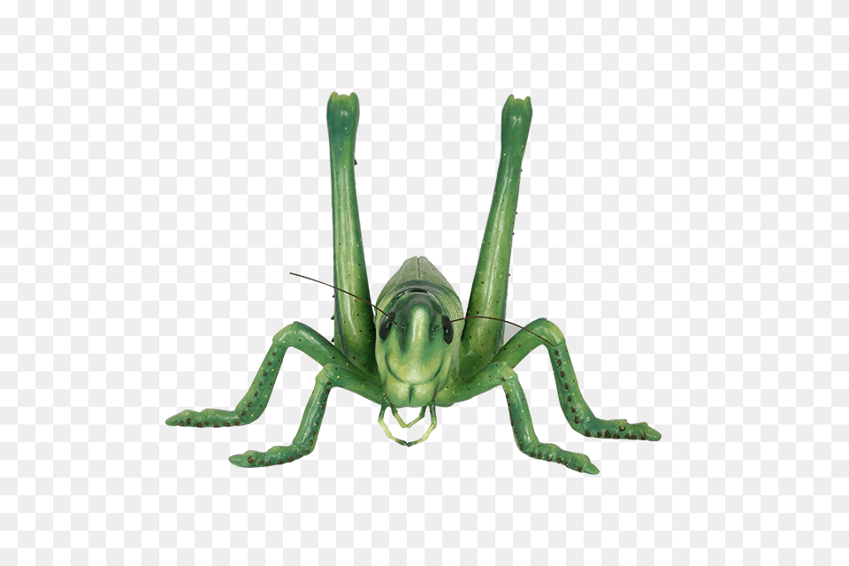 Grasshopper, Animal, Insect, Invertebrate, Spider Free Transparent Png