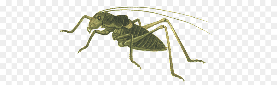 Grasshopper, Animal, Cricket Insect, Insect, Invertebrate Free Png Download