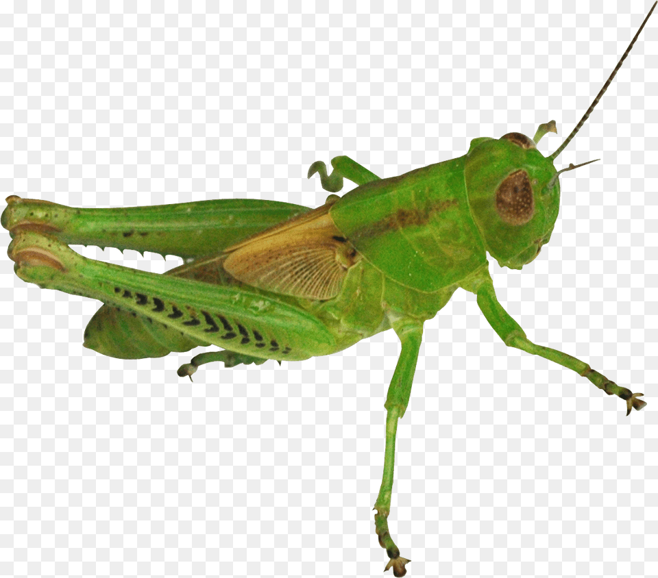 Grasshopper, Animal, Insect, Invertebrate, Cricket Insect Png