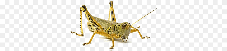 Grasshopper, Animal, Insect, Invertebrate, Cricket Insect Free Png