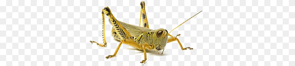 Grasshopper, Animal, Insect, Invertebrate Png