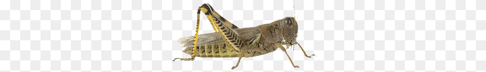 Grasshopper, Animal, Insect, Invertebrate, Cricket Insect Free Png Download