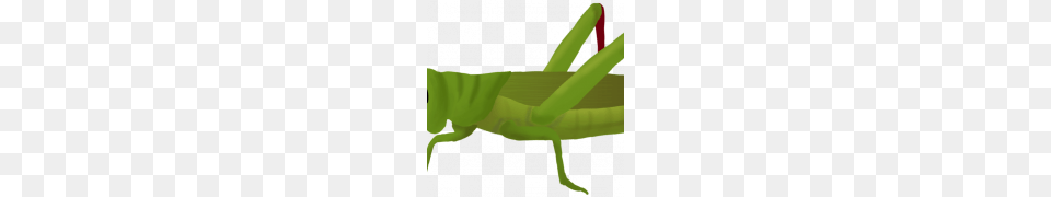 Grasshopper, Animal, Insect, Invertebrate Png Image