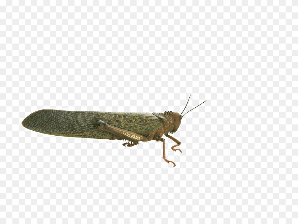 Grasshopper Animal, Insect, Invertebrate Free Png Download
