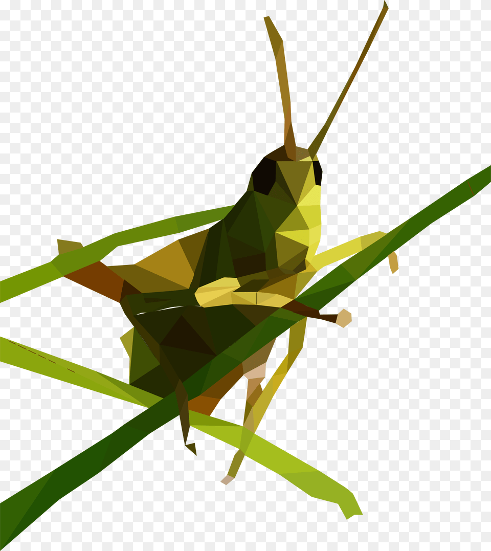 Grasshopper, Animal, Insect, Invertebrate Free Transparent Png