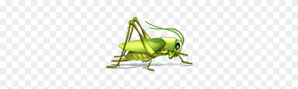 Grasshopper, Animal, Insect, Invertebrate, Spider Png Image