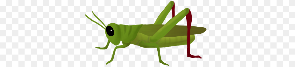 Grasshopper, Animal, Insect, Invertebrate Free Png Download