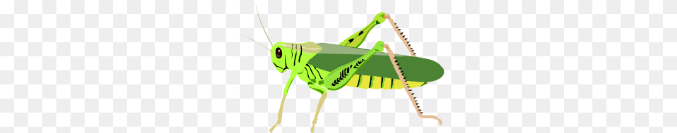Grasshopper, Animal, Insect, Invertebrate, Bow Free Png Download