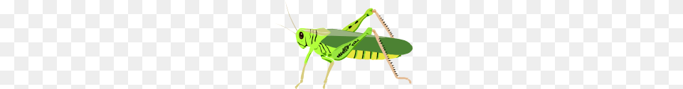 Grasshopper, Animal, Insect, Invertebrate, Bow Free Png Download