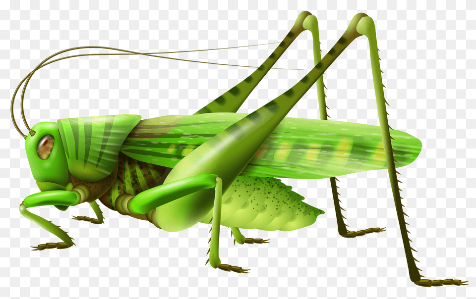 Grasshopper Free Png