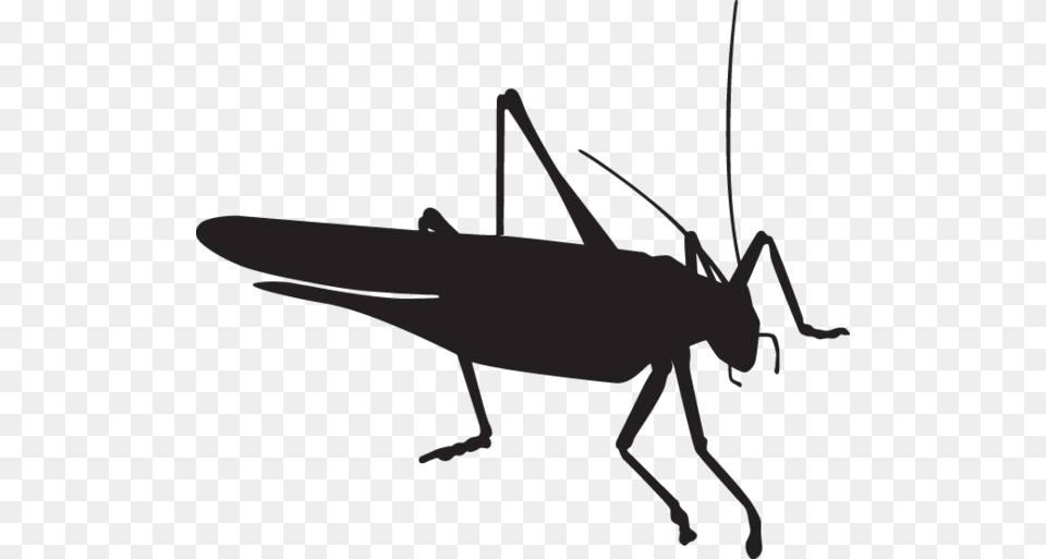 Grasshopper And Insect Grasshopper Silhouette, Animal, Cricket Insect, Invertebrate, Spider Png Image