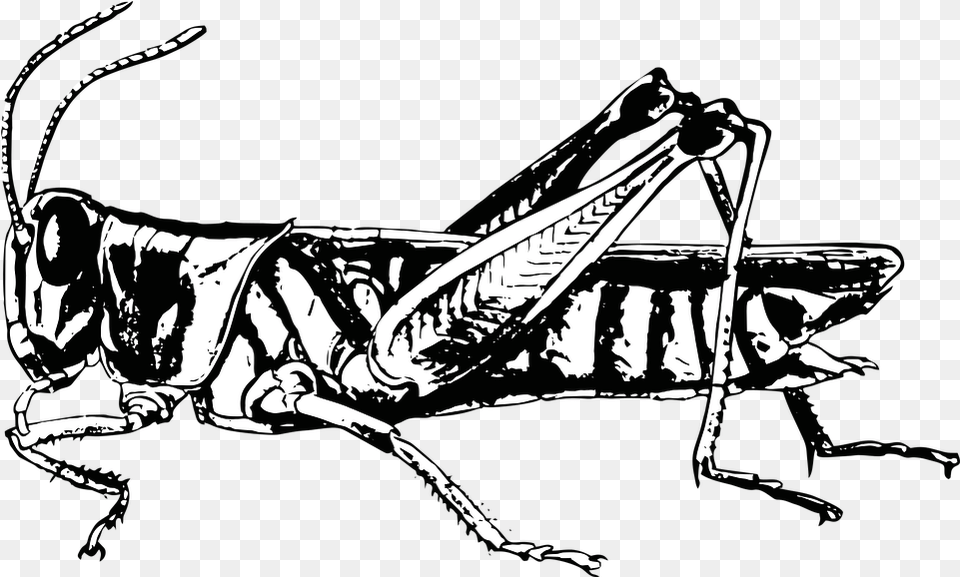 Grasshopper Bug Insect Black And White Grasshopper, Animal, Invertebrate, Person, Baby Png Image