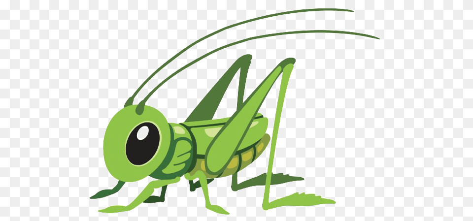 Grasshopper Cartoon, Animal, Insect, Invertebrate, Cricket Insect Free Png