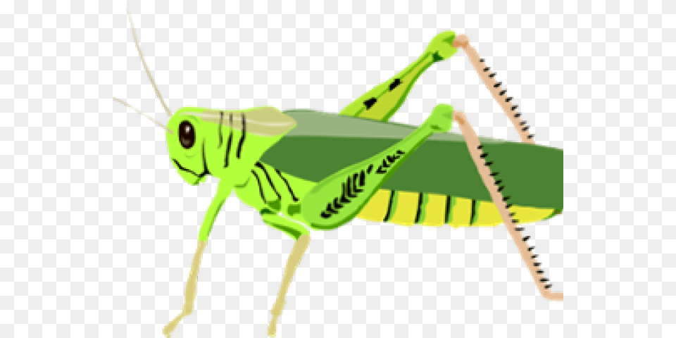 Grasshopper Clip Art, Animal, Insect, Invertebrate Free Transparent Png
