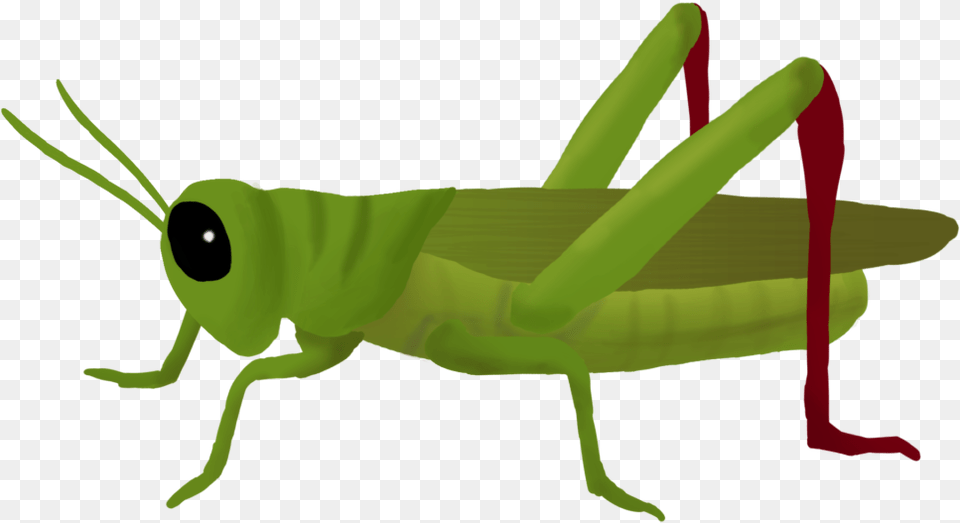 Grasshopper Clipart 182 Grasshopper, Animal, Insect, Invertebrate, Baby Free Transparent Png
