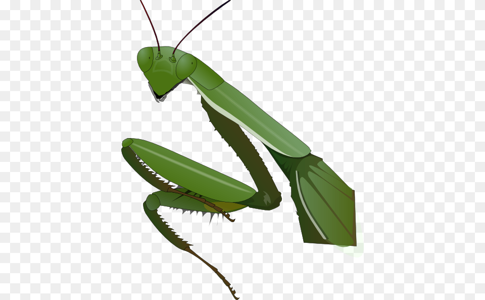 Grasshopper Clipart Praying Mantis, Animal, Insect, Invertebrate, Fish Free Png Download
