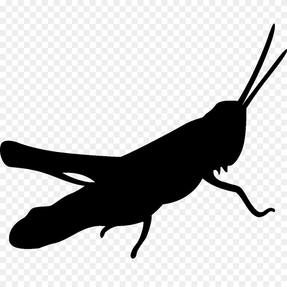 Grasshopper Clipart Silhouette, Animal, Insect, Invertebrate, Kangaroo Free Transparent Png