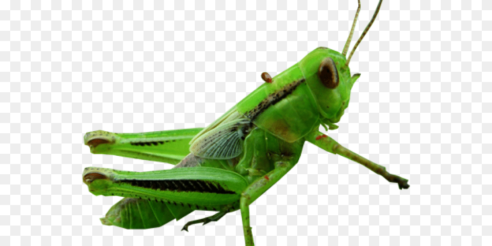 Grasshopper Clipart Transparent Cricket39s Ears Meme, Animal, Insect, Invertebrate, Cricket Insect Png