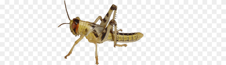 Grasshopper Cricket Insect Gif On Background, Animal, Invertebrate, Cricket Insect Free Png
