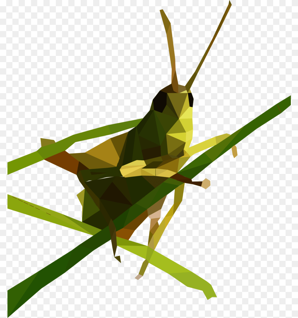 Grasshopper Download, Animal, Insect, Invertebrate, Person Free Transparent Png