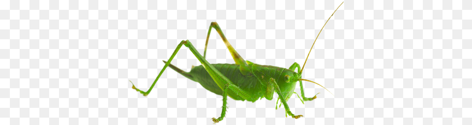 Grasshopper File All Sprinkhaan, Animal, Cricket Insect, Insect, Invertebrate Free Transparent Png
