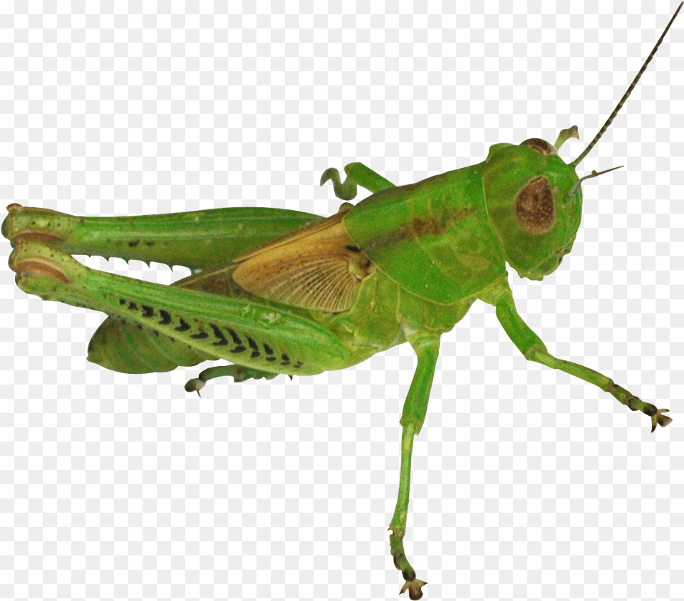 Grasshopper For Free Download Grasshopper, Animal, Insect, Invertebrate Png Image
