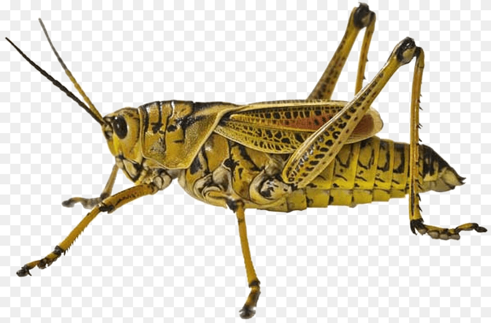 Grasshopper Locust, Animal, Insect, Invertebrate Free Png