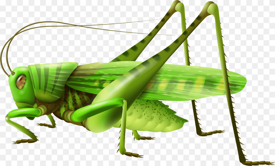 Grasshopper Icon Clipart Grasshopper Free Png