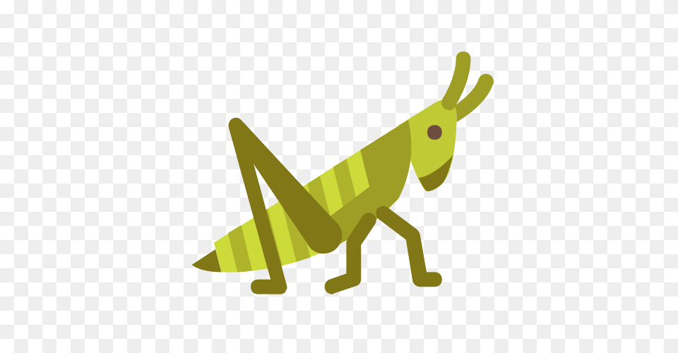 Grasshopper Icons, Animal, Insect, Invertebrate, Kangaroo Png