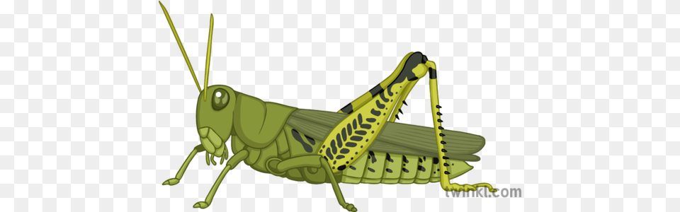 Grasshopper Illustration Locust, Animal, Insect, Invertebrate, Smoke Pipe Png Image