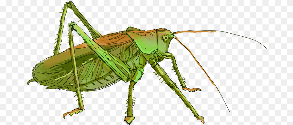 Grasshopper Image File Grilo, Animal, Cricket Insect, Insect, Invertebrate Png