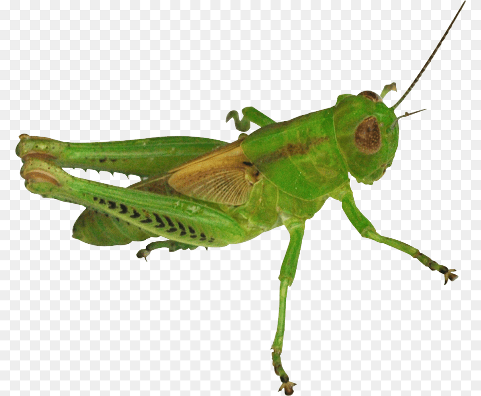 Grasshopper Image Gambar Belalang, Animal, Insect, Invertebrate Free Png