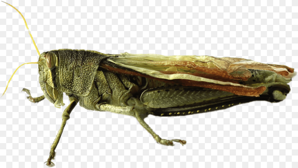 Grasshopper Image Grasshopper, Animal, Insect, Invertebrate, Lizard Free Transparent Png