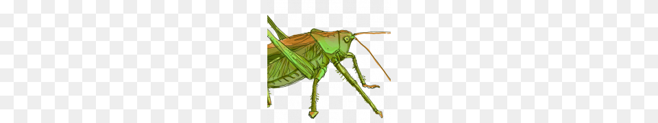 Grasshopper Image Hd, Animal, Insect, Invertebrate, Spider Free Png Download