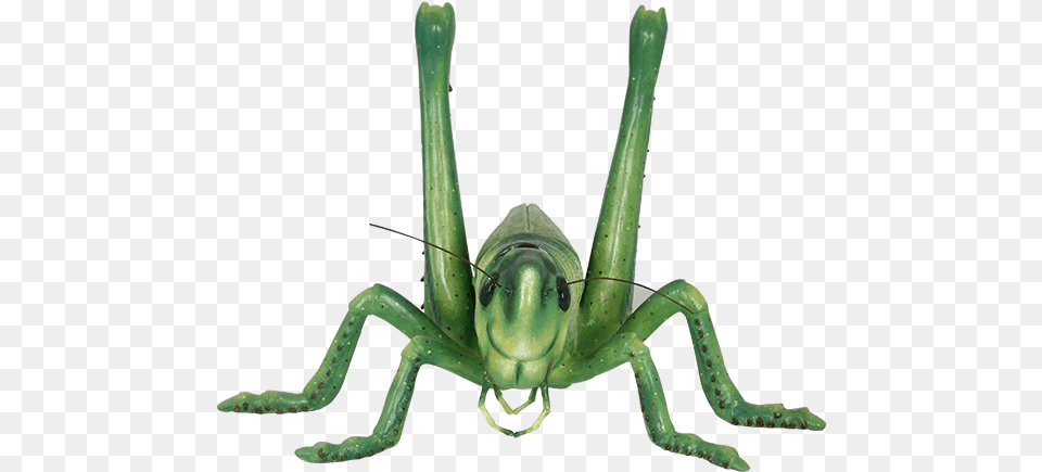 Grasshopper Image Portable Network Graphics, Animal, Insect, Invertebrate, Cricket Insect Png