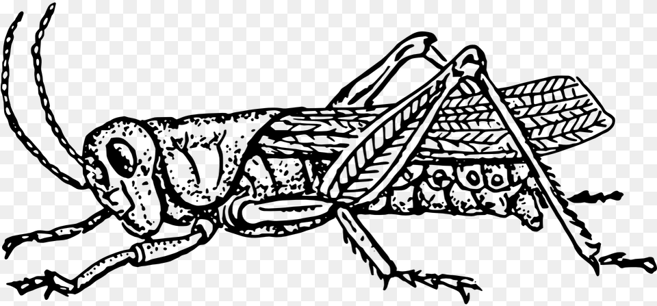 Grasshopper In Black And White, Gray Free Transparent Png