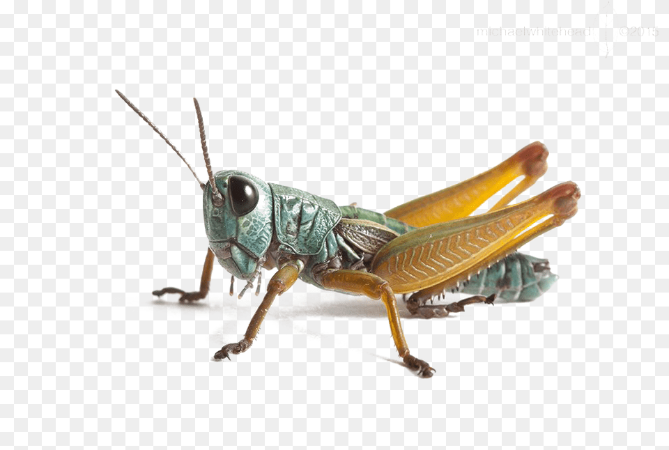 Grasshopper In Hindi, Animal, Insect, Invertebrate Png
