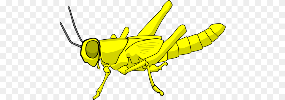 Grasshopper Insect Caelifera Animal Locust, Invertebrate, Bow, Weapon Free Png