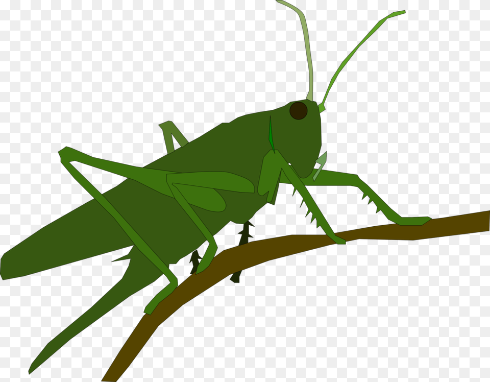 Grasshopper Insect Caelifera Animal Locust, Invertebrate, Aircraft, Airplane, Transportation Png Image