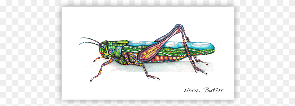 Grasshopper Limited Edition Print Printing, Animal, Insect, Invertebrate, Cricket Insect Free Transparent Png