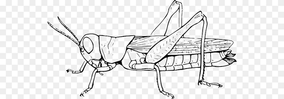 Grasshopper Locust Hopper Animal Insect Nature Grasshopper Black And White, Invertebrate Png Image
