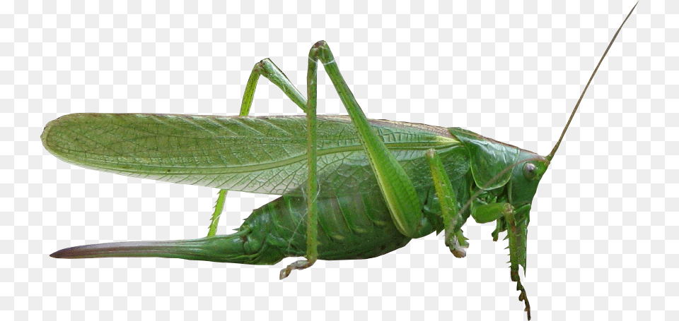 Grasshopper Nasekomie Na Prozrachnom Fone, Animal, Cricket Insect, Insect, Invertebrate Png Image