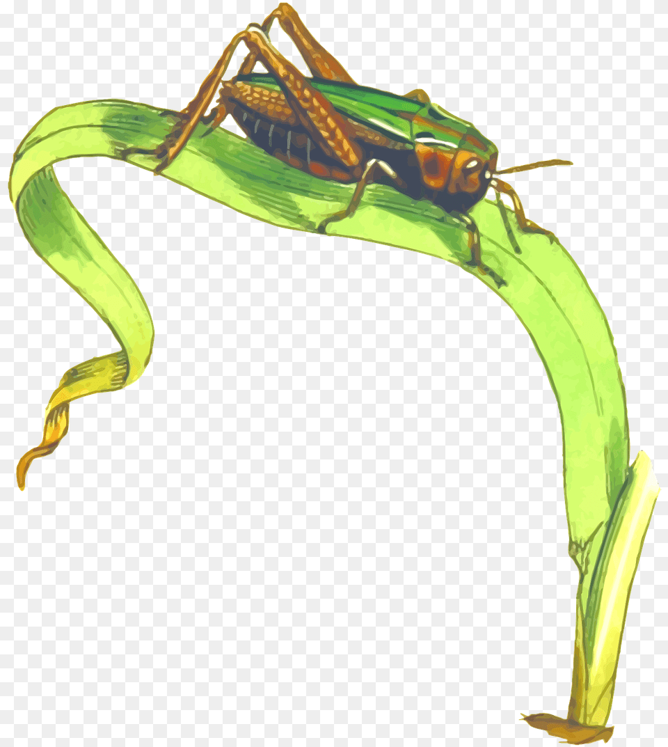 Grasshopper On Grass Clipart, Animal, Cricket Insect, Insect, Invertebrate Free Png